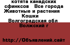 котята канадских сфинксов - Все города Животные и растения » Кошки   . Волгоградская обл.,Волжский г.